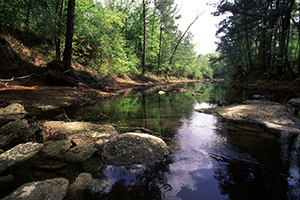 SCENIC PICTURE OF FORESTED STREAM SCENIC PICTURE OF FORESTED STREAM